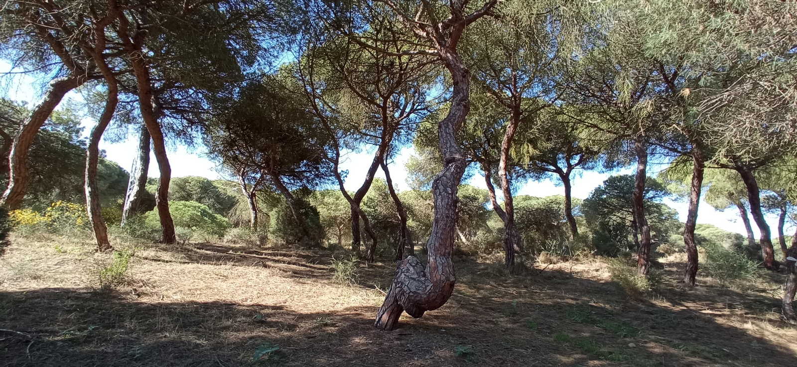 Las imágenes de la ruta de las salinas del Astur y los pinares de Punta Umbría