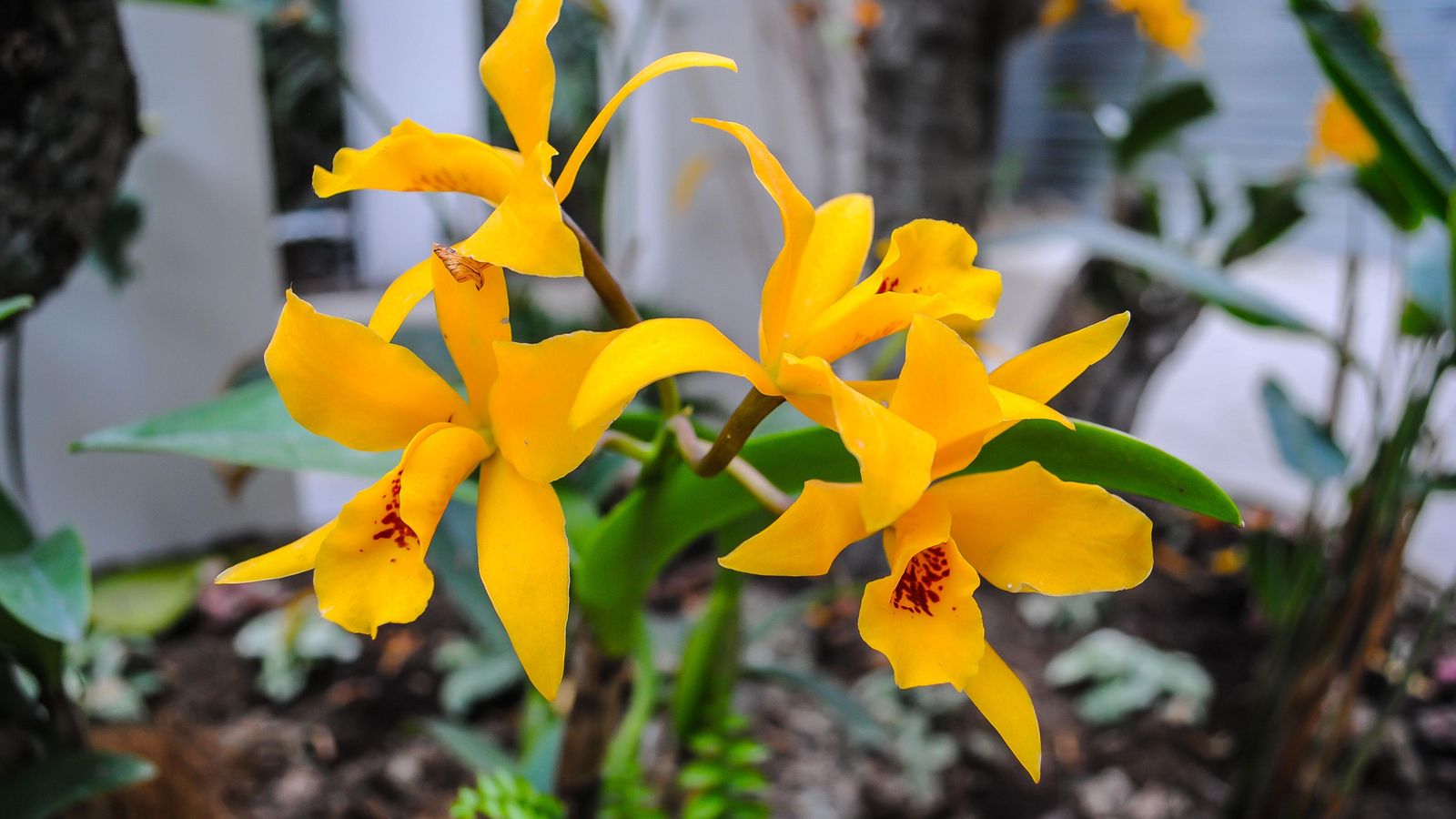 Vista de un híbrido de Cattleya amarilla