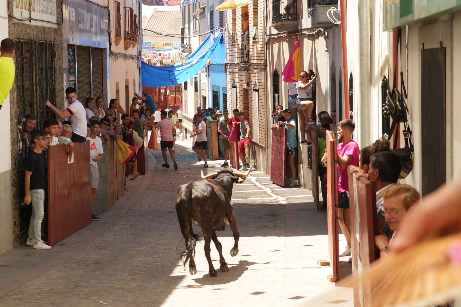 El encierro de vaquillas por Santa Ana El Viso, en imágenes