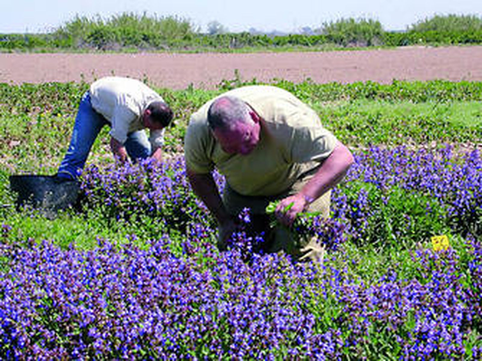 Trabajadores en la Finca Tomejil, con un cultivo de plantas aromáticas usadas en otras investigaciones.