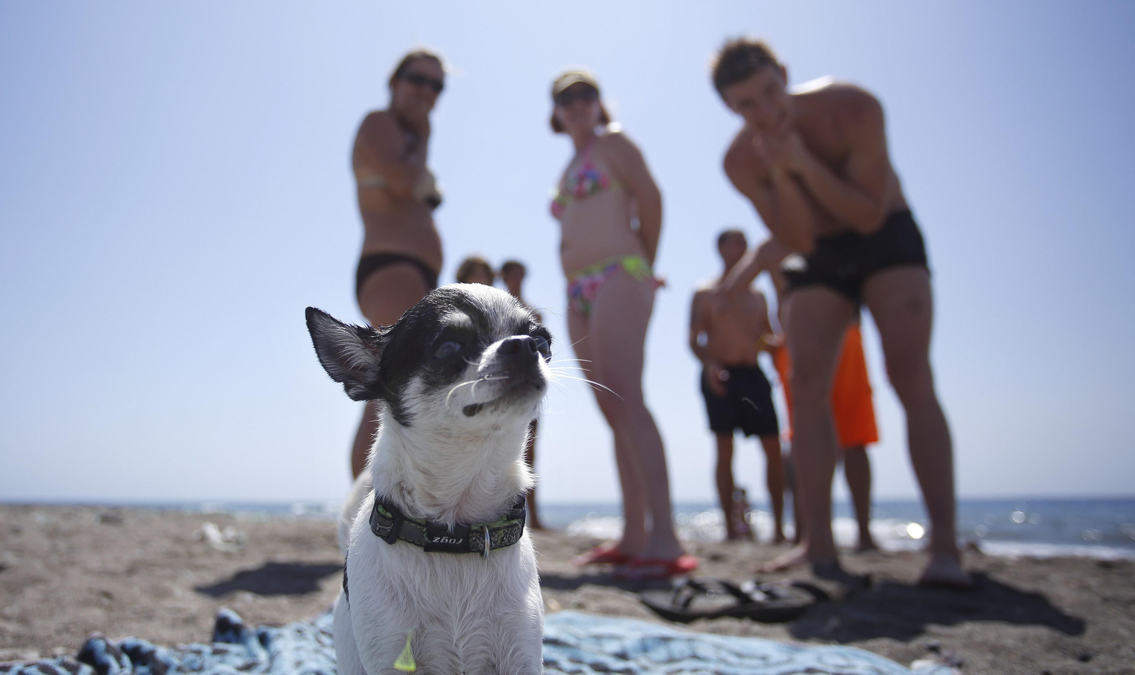 Una playa de perros de la capital.