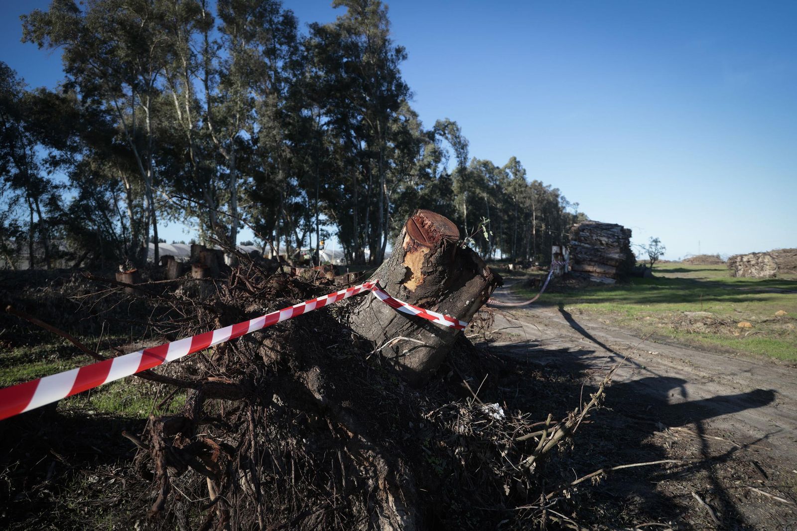 La renaturalización de Los Mimbrales: imágenes de la transformación del espacio natural
