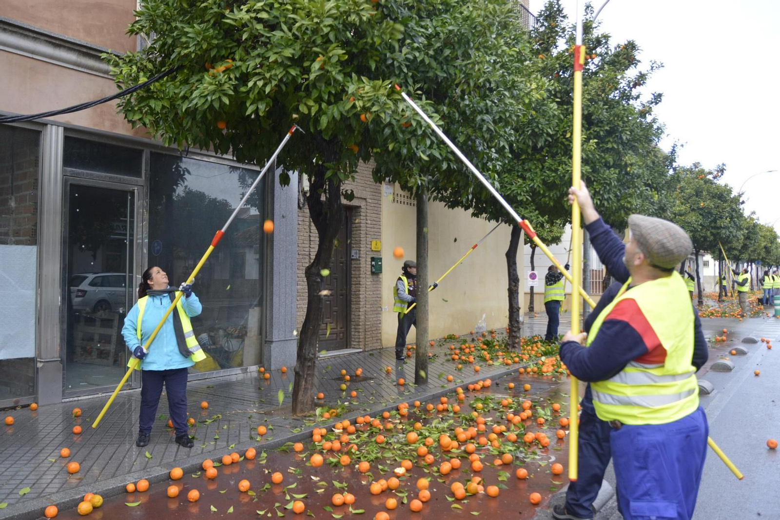 Operarios recogen las naranjas durante la pasada campaña.