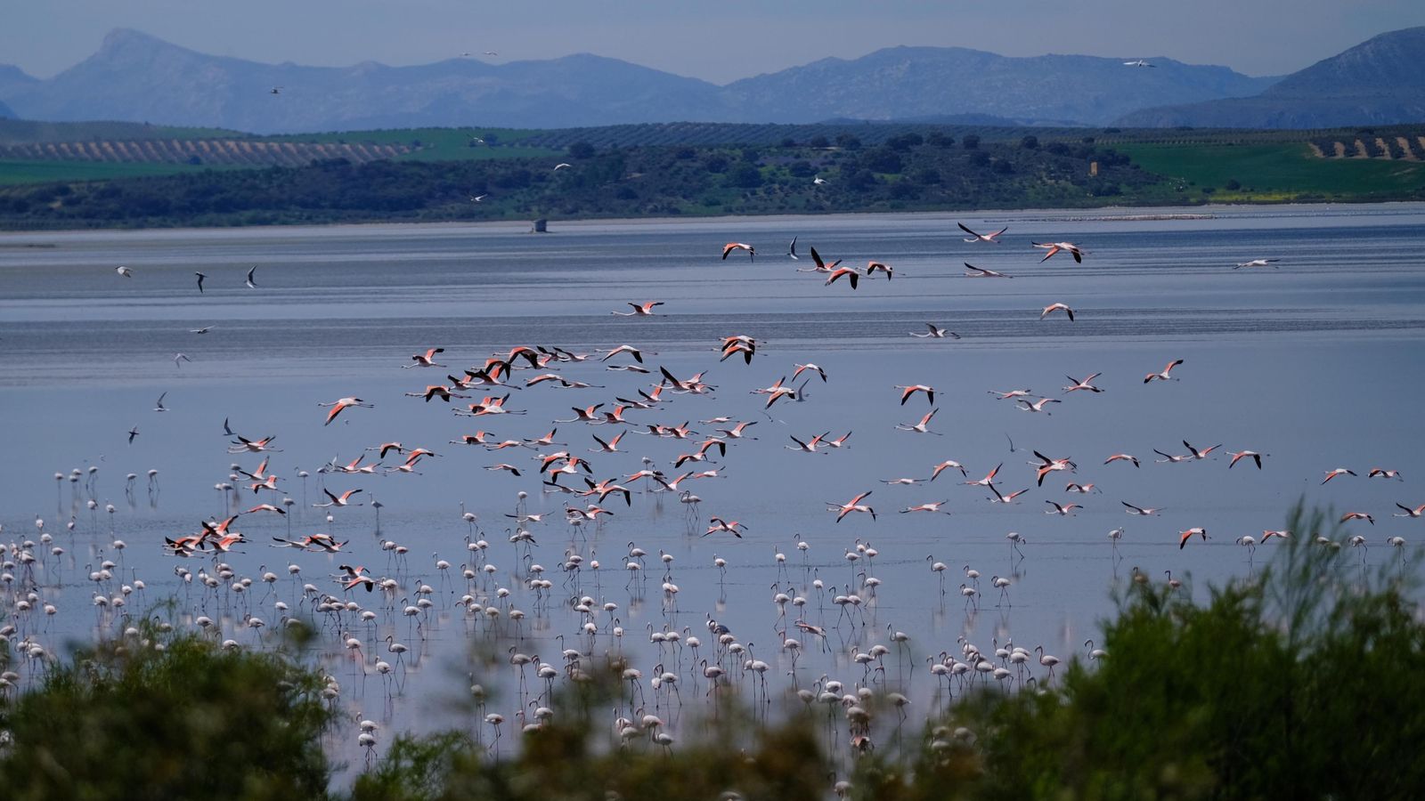 Flamencos en la laguna principal de Fuente de Piedra.