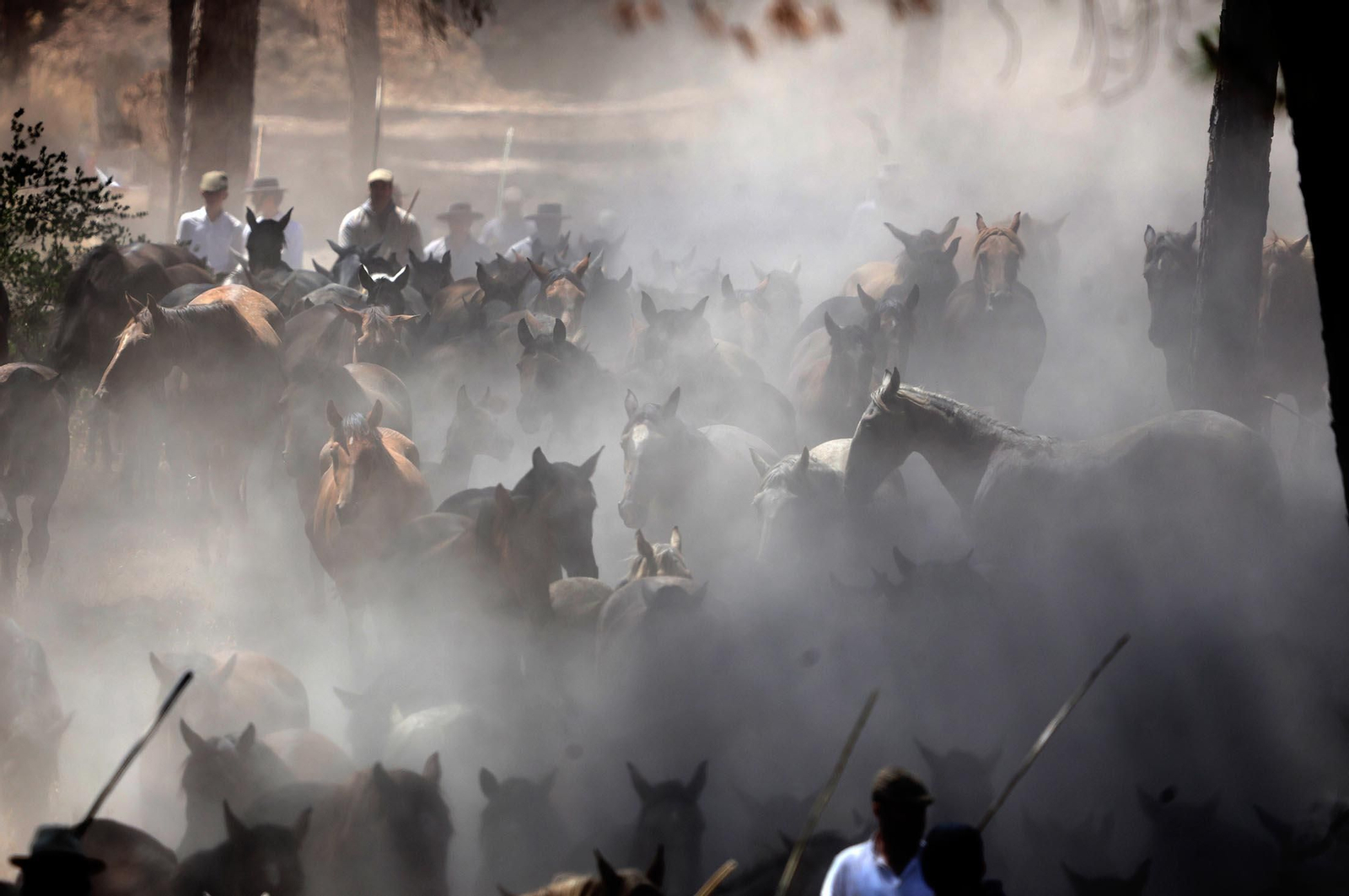 Las mejores imágenes de la Saca de las Yeguas 2025