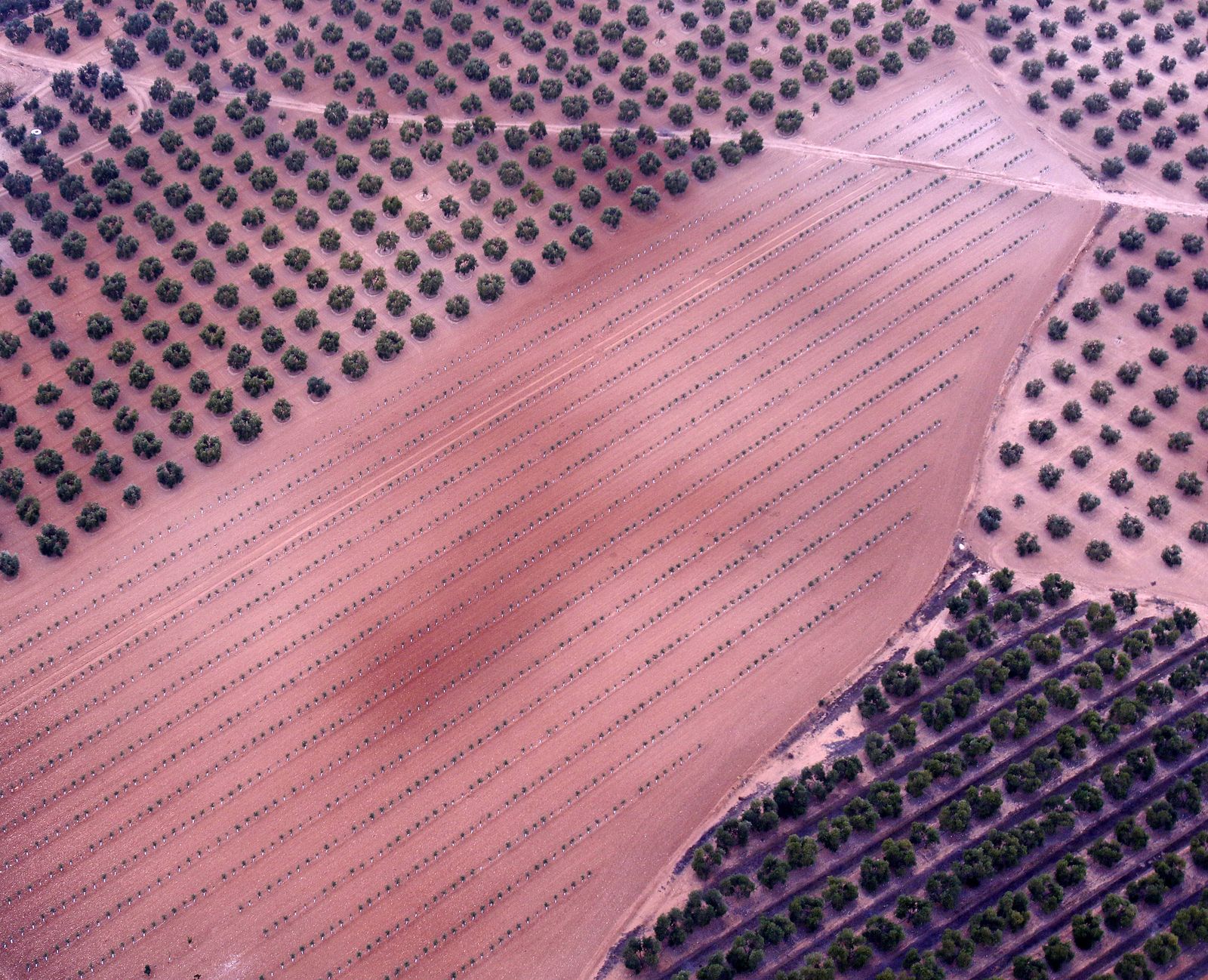 Reportaje sobre el aceite de oliva