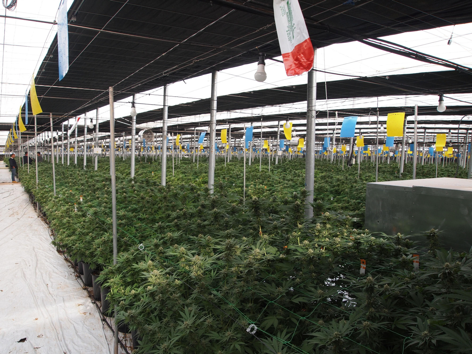 Viaje al interior de los invernaderos de última generación para el cultivo del cáñamo