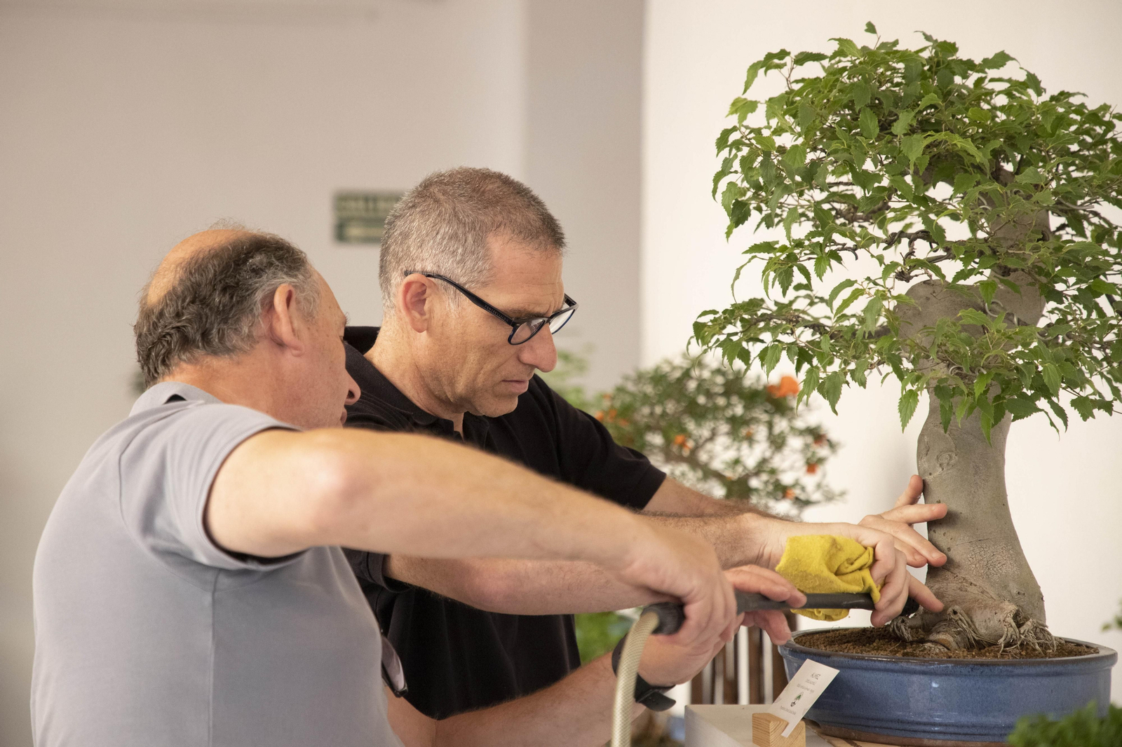 Dos personas en la exposición de Primavera de Bonsái de Córdoba.