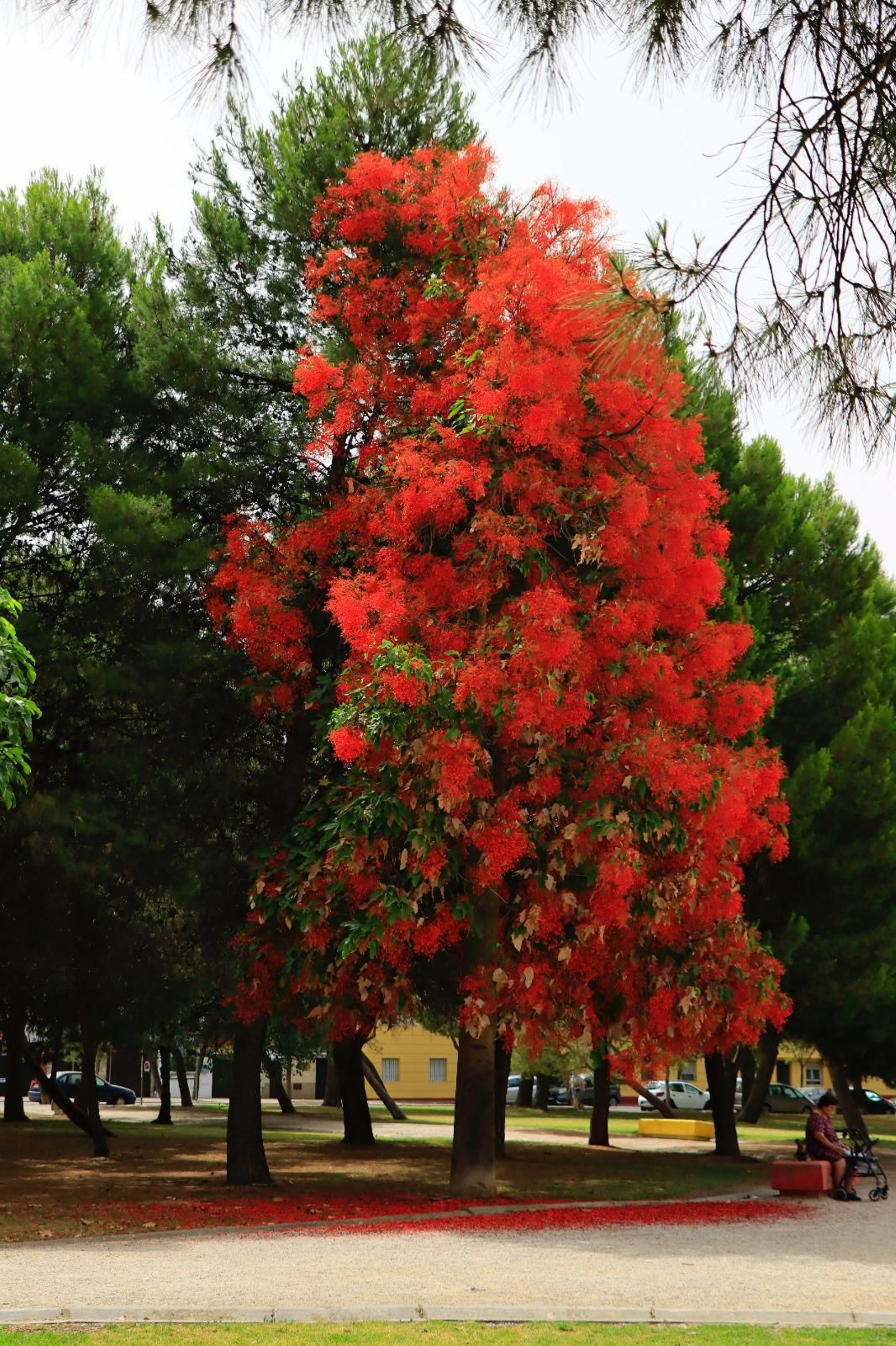 Imagen de un brachichito rojo en Jerez.