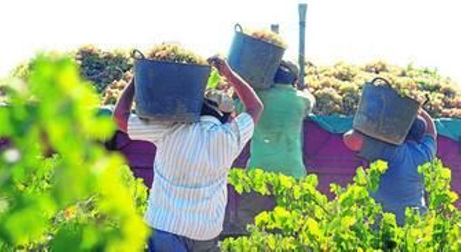 La vendimia de la uva blanca terminará en Huelva a primeros de octubre.