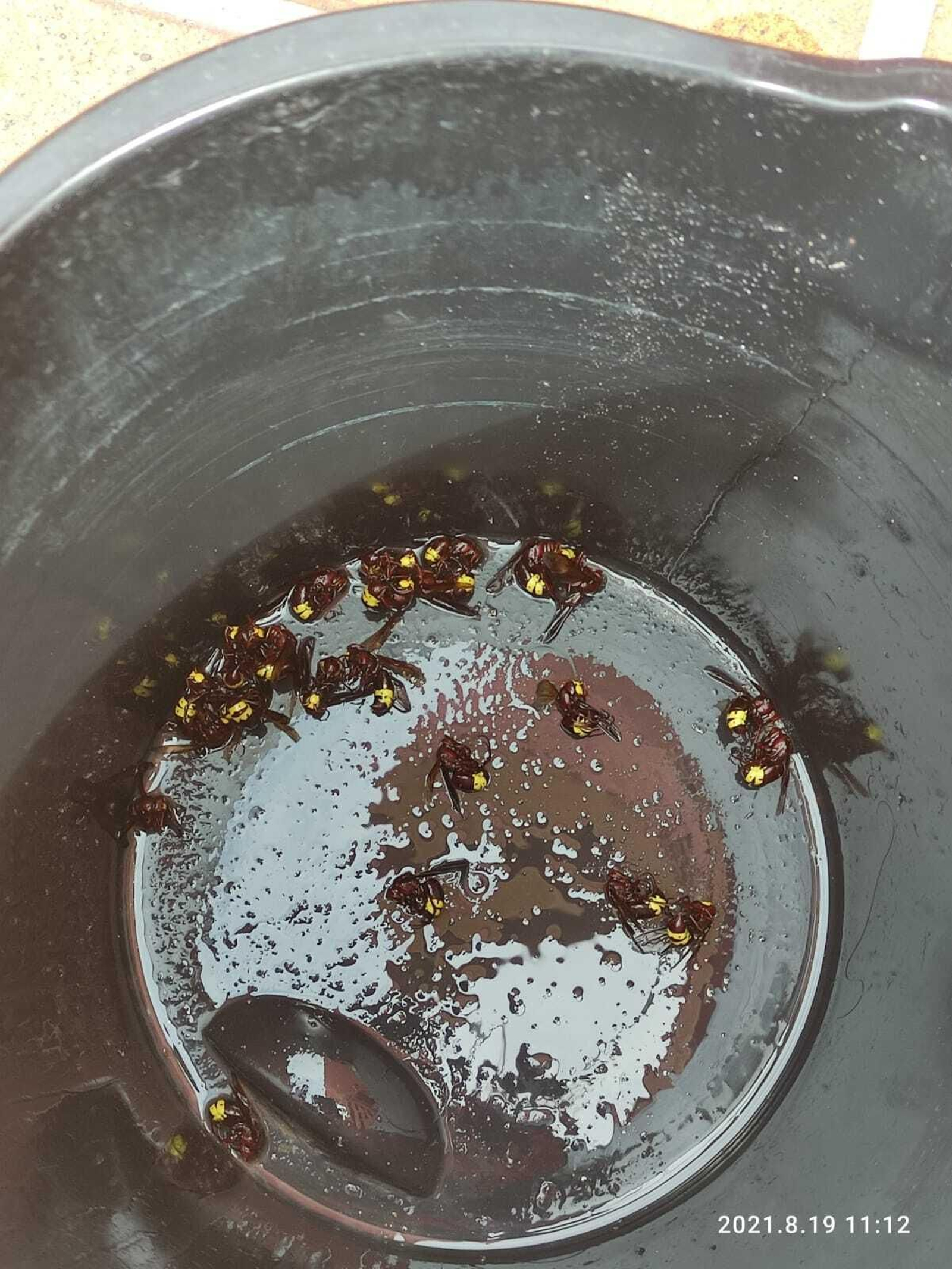 Las avispas asiáticas.