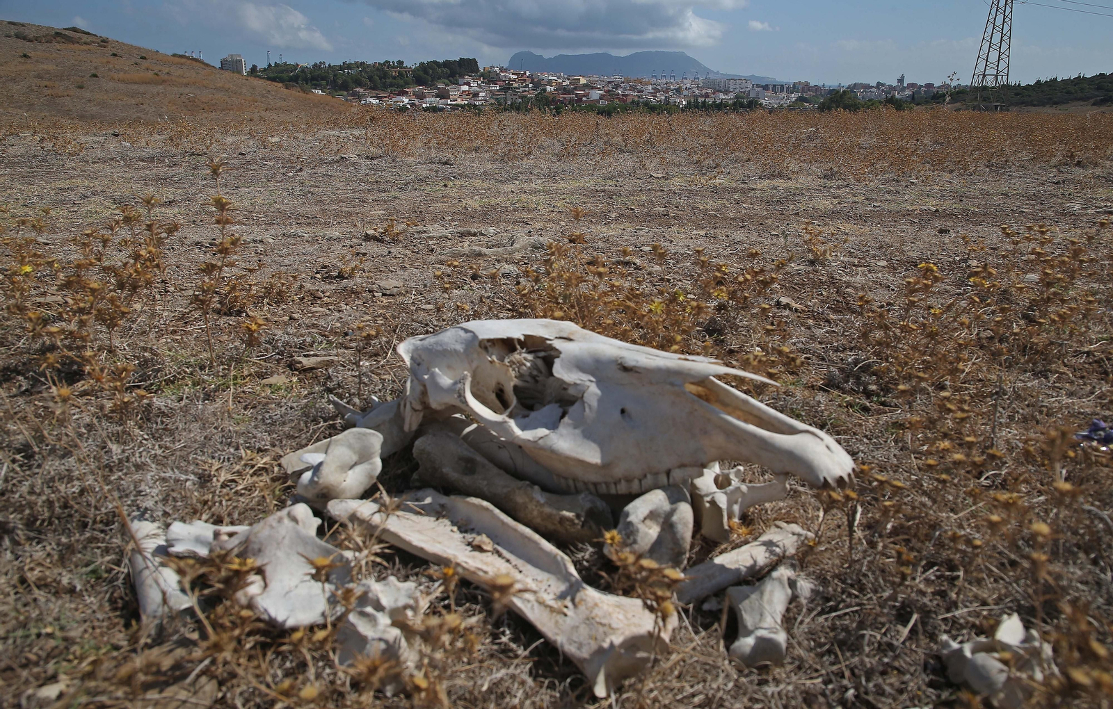 Imágenes de los nuevos cadáveres de caballos en el muladar ilegal de Pajarete en Algeciras