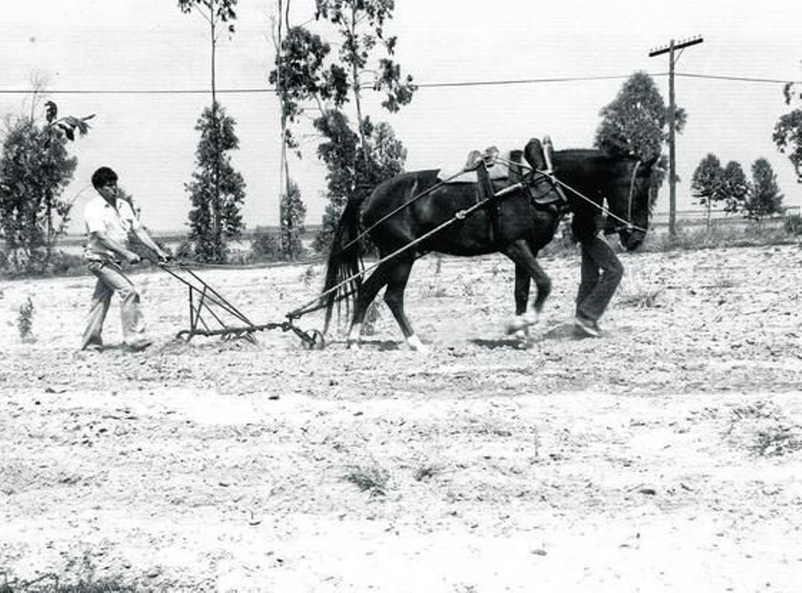 Imagen de un arado tradicional.