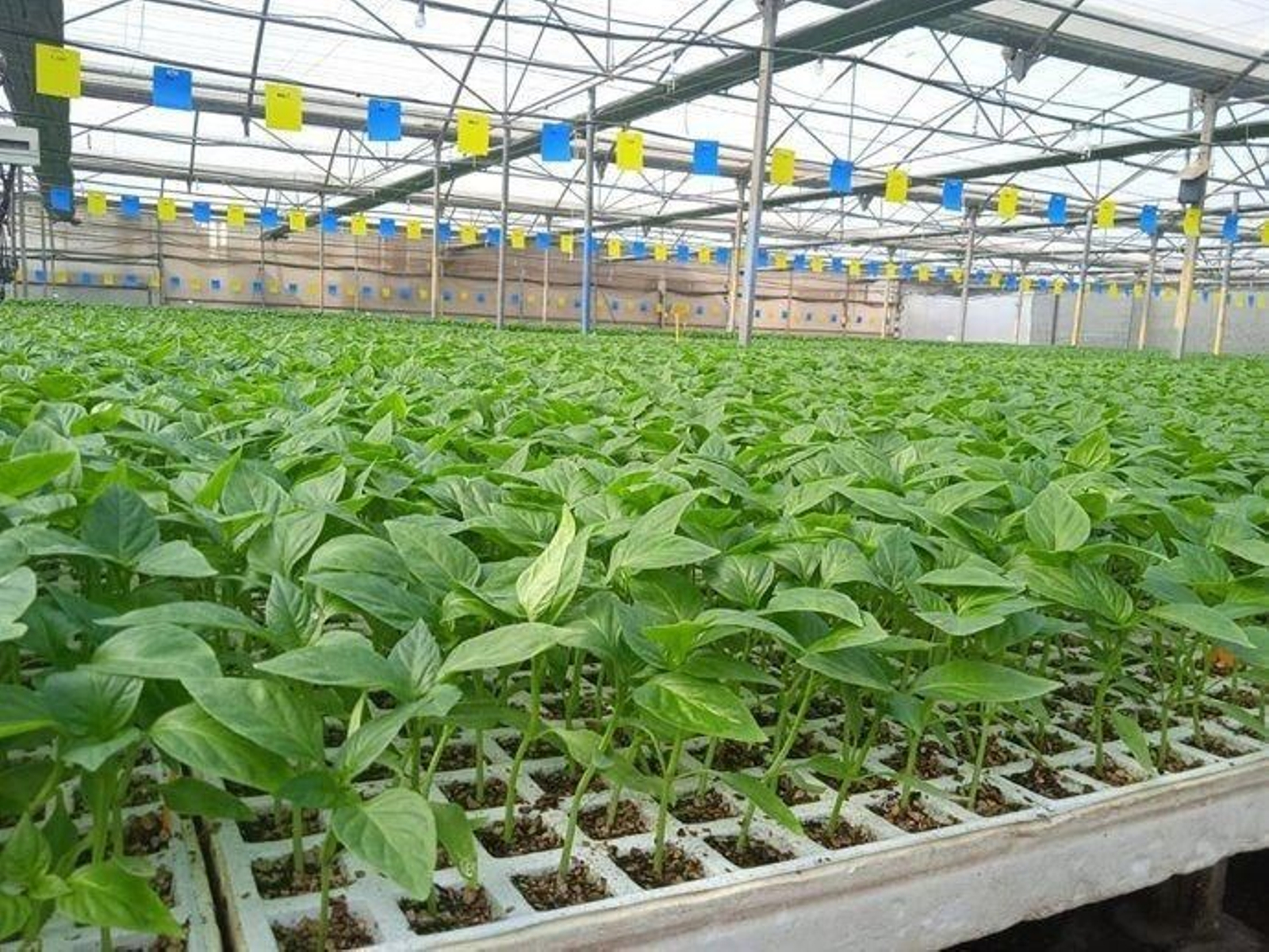 Cultivo en semillero al inicio de la campaña hortícola en Almería.