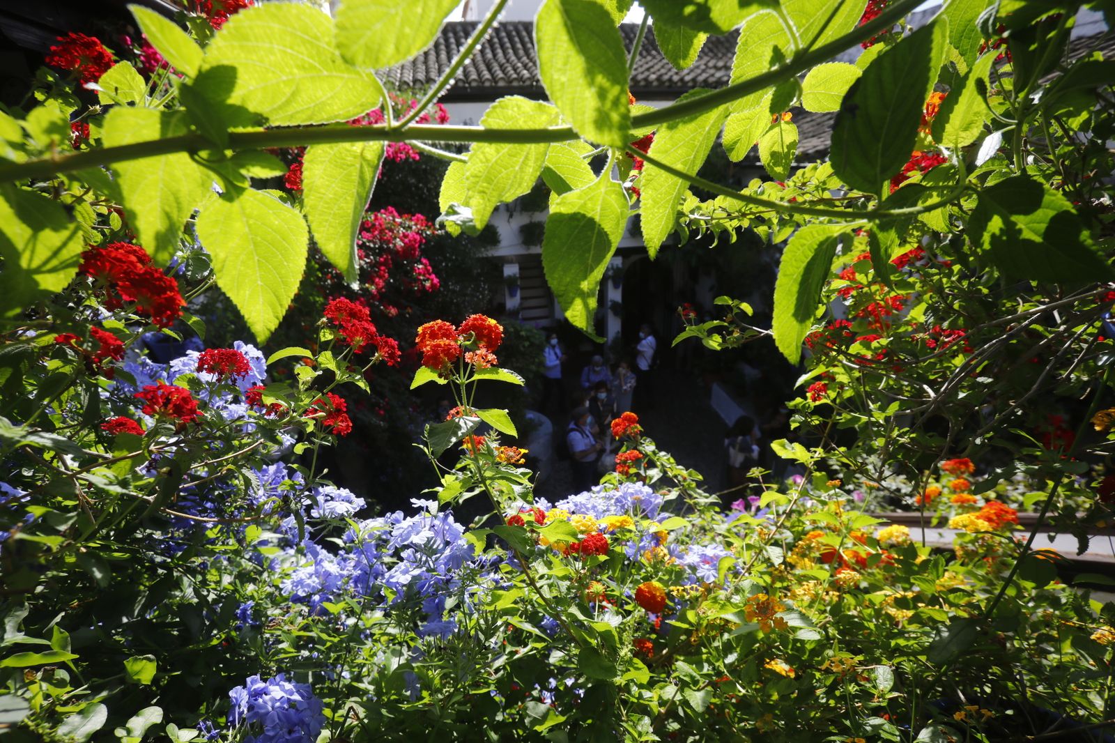 Las fotografías del primer día de apertura de los Patios de Córdoba en otoño