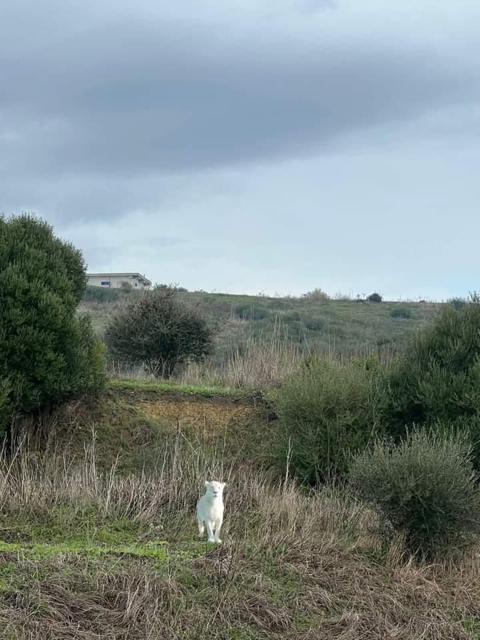 Uno de los montajes del gran felino.