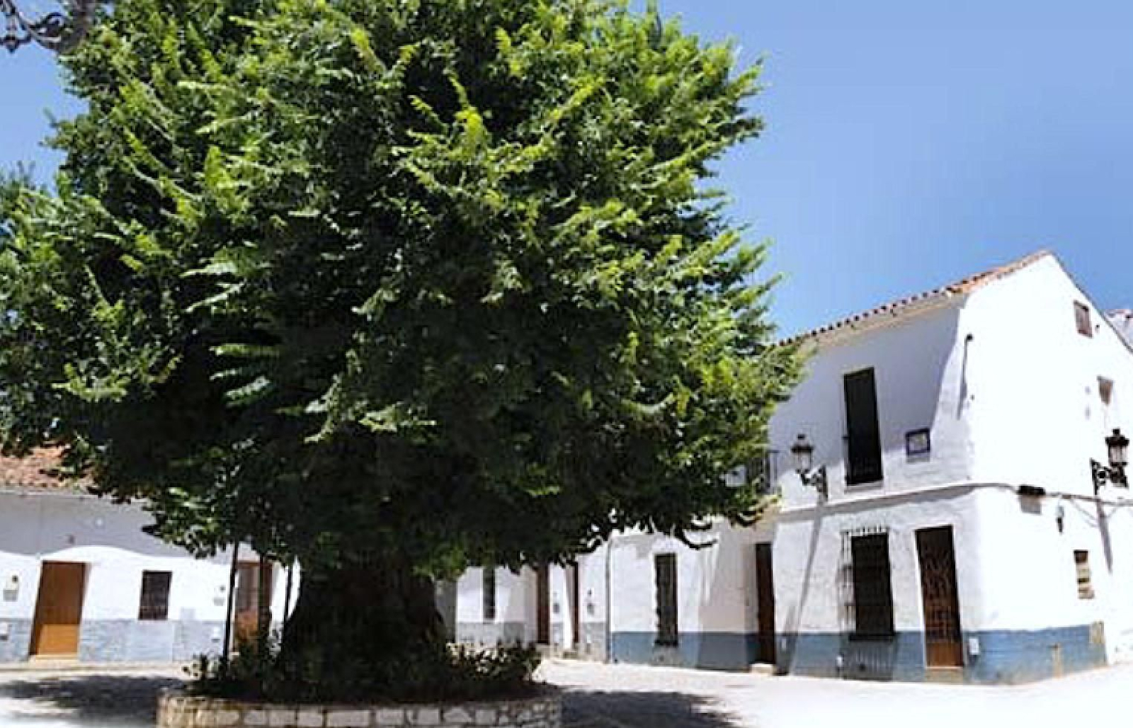 Uno de los árboles más longevos de España está en este pueblo de Huelva