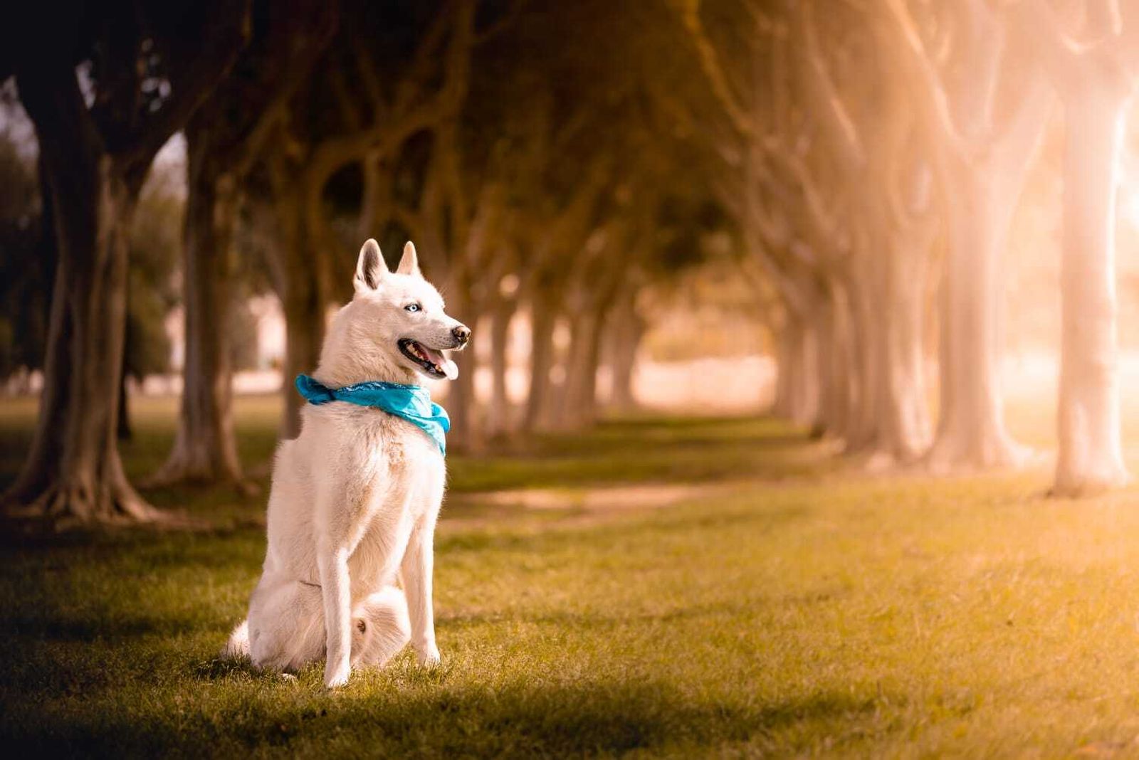 Álbum de las mascotas fotografiadas por 'El fotógrafo de mascotas'