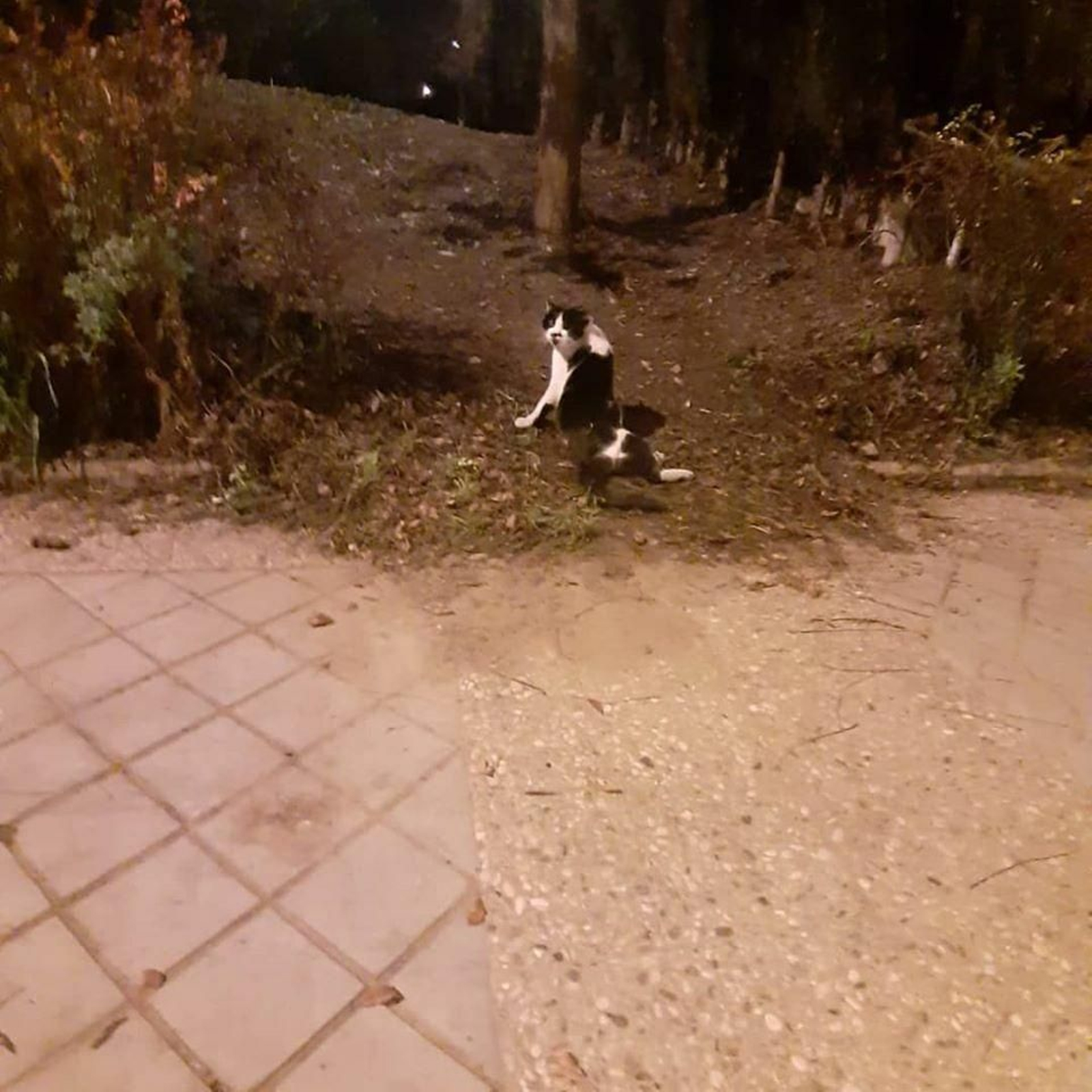 Por Patas pide ayuda para localizar al autor del disparo a un gato en Granada