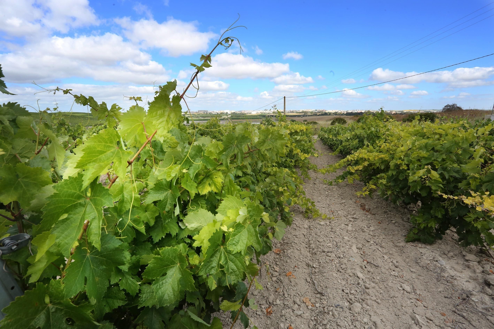 Imagen de un viñedo del Marco, donde las lluvias de la primavera han corregido la previsión a la baja para la vendimia.