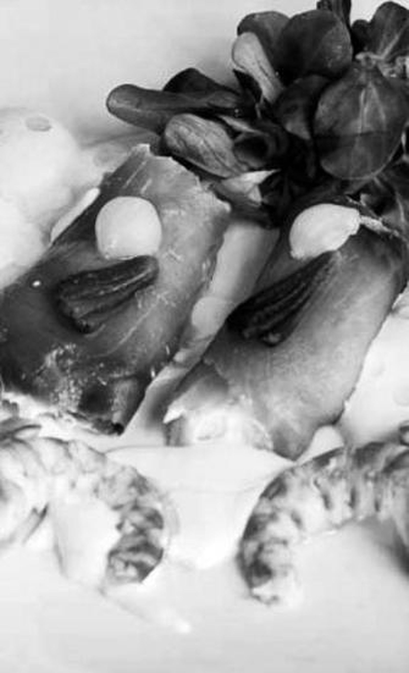 Crepinetas de salmón con langostinos, crema agria y endivias