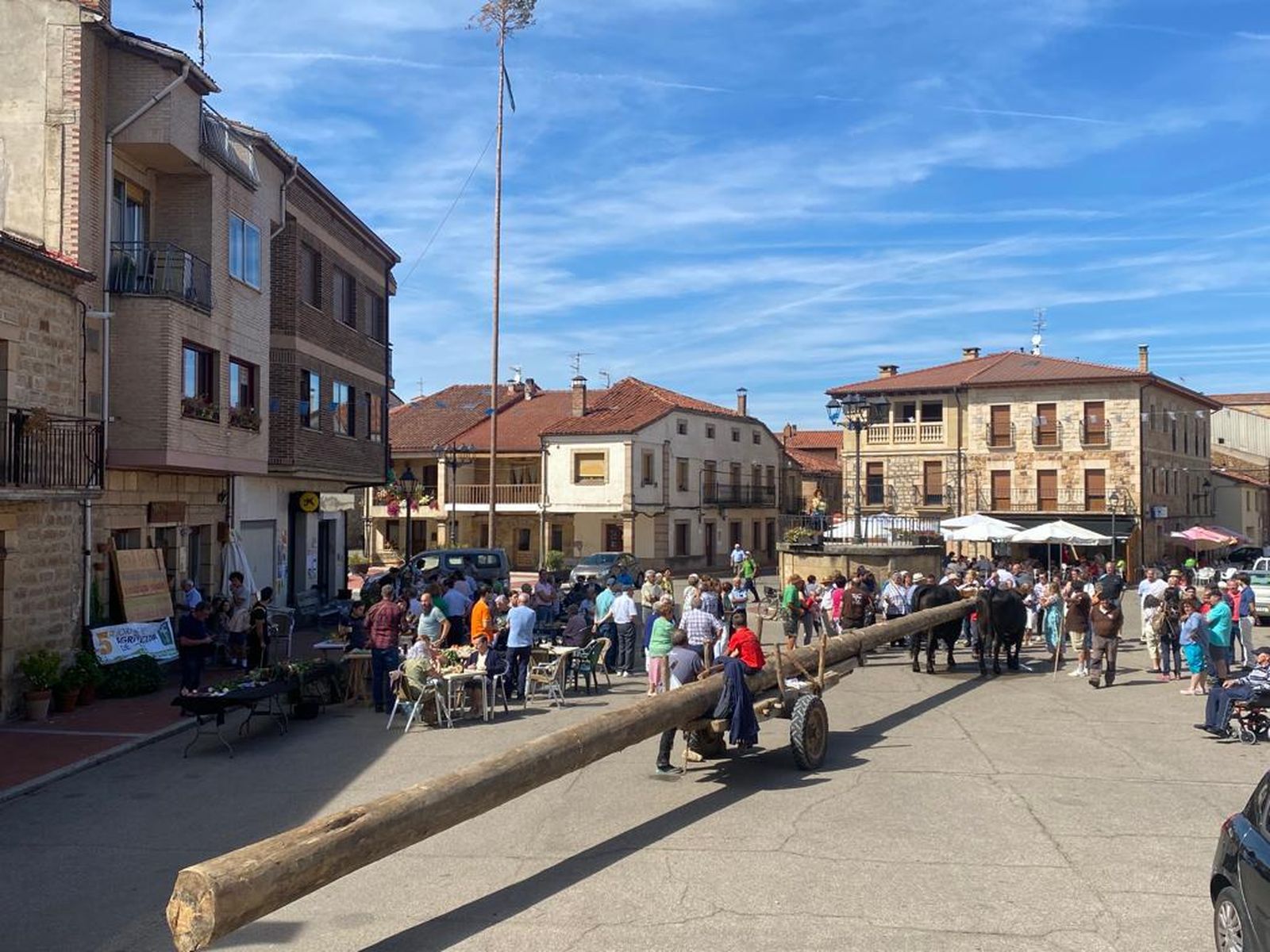 Las dos vacas llevando el tronco de pino que servirá de mástil de la nao Victoria.