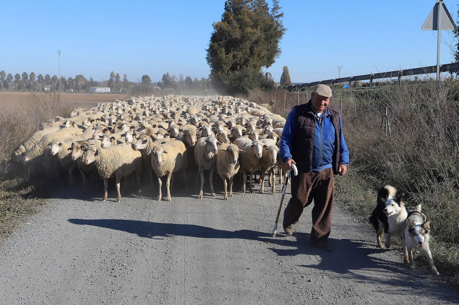 Imágenes del pastoreo de ovejas en Almonte