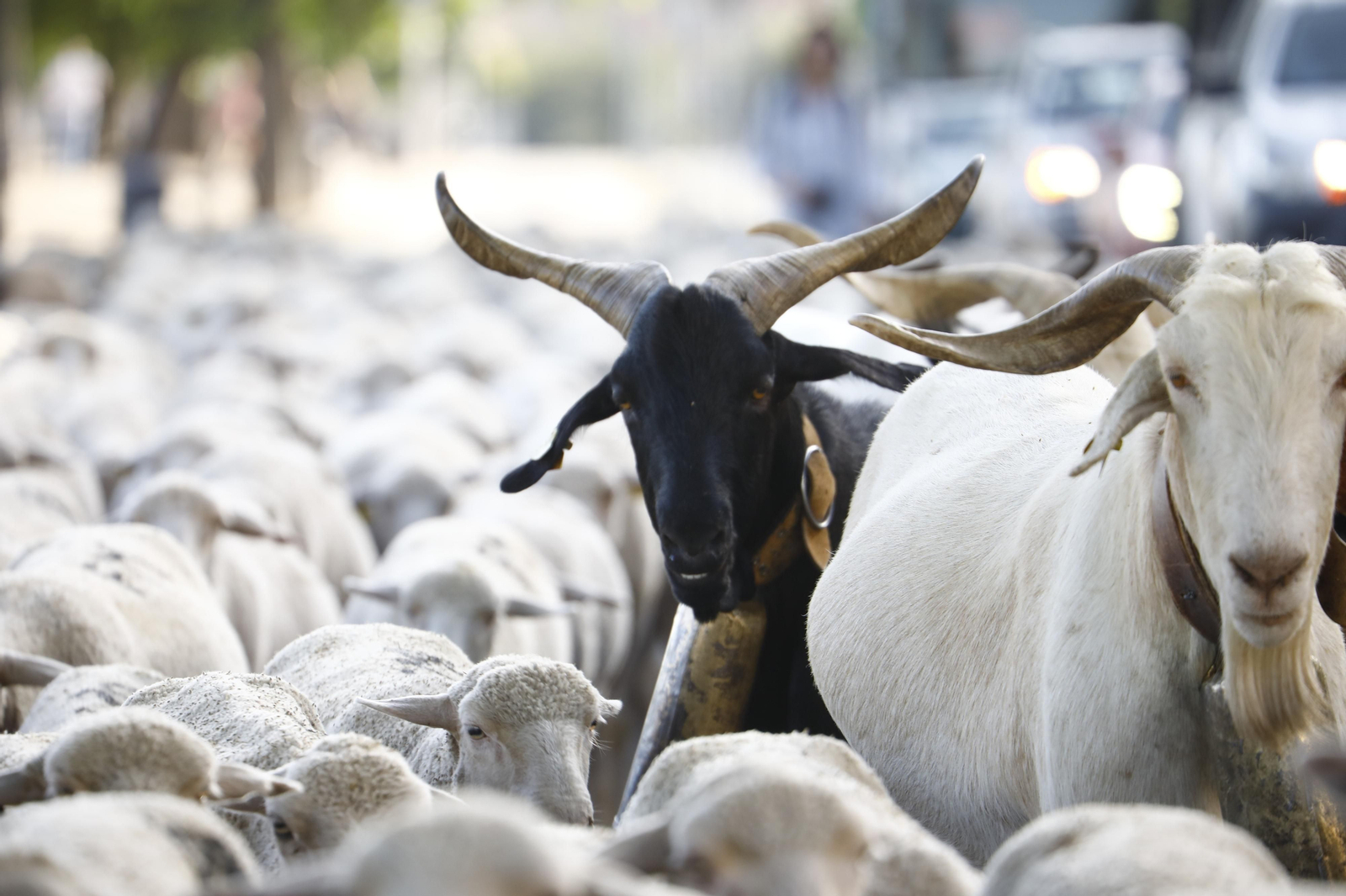 El paso de las ovejas de la ganadería Las Albaidas por Cordoba, en imágenes