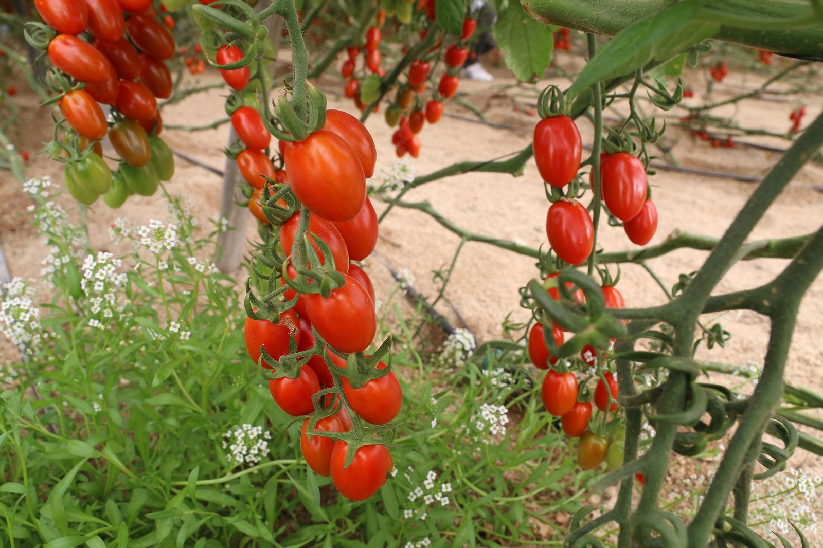 Fotogalería de la presentación de Plataforma Tierra, de Cajamar e IBM