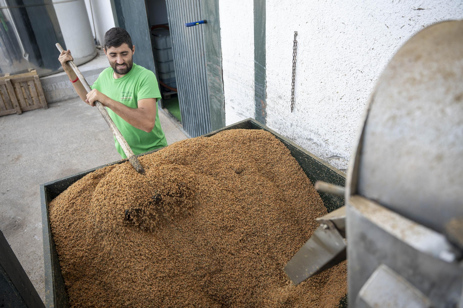 Os enseñamos como se hace el aceite en la almazara de Fiñana, en imágenes
