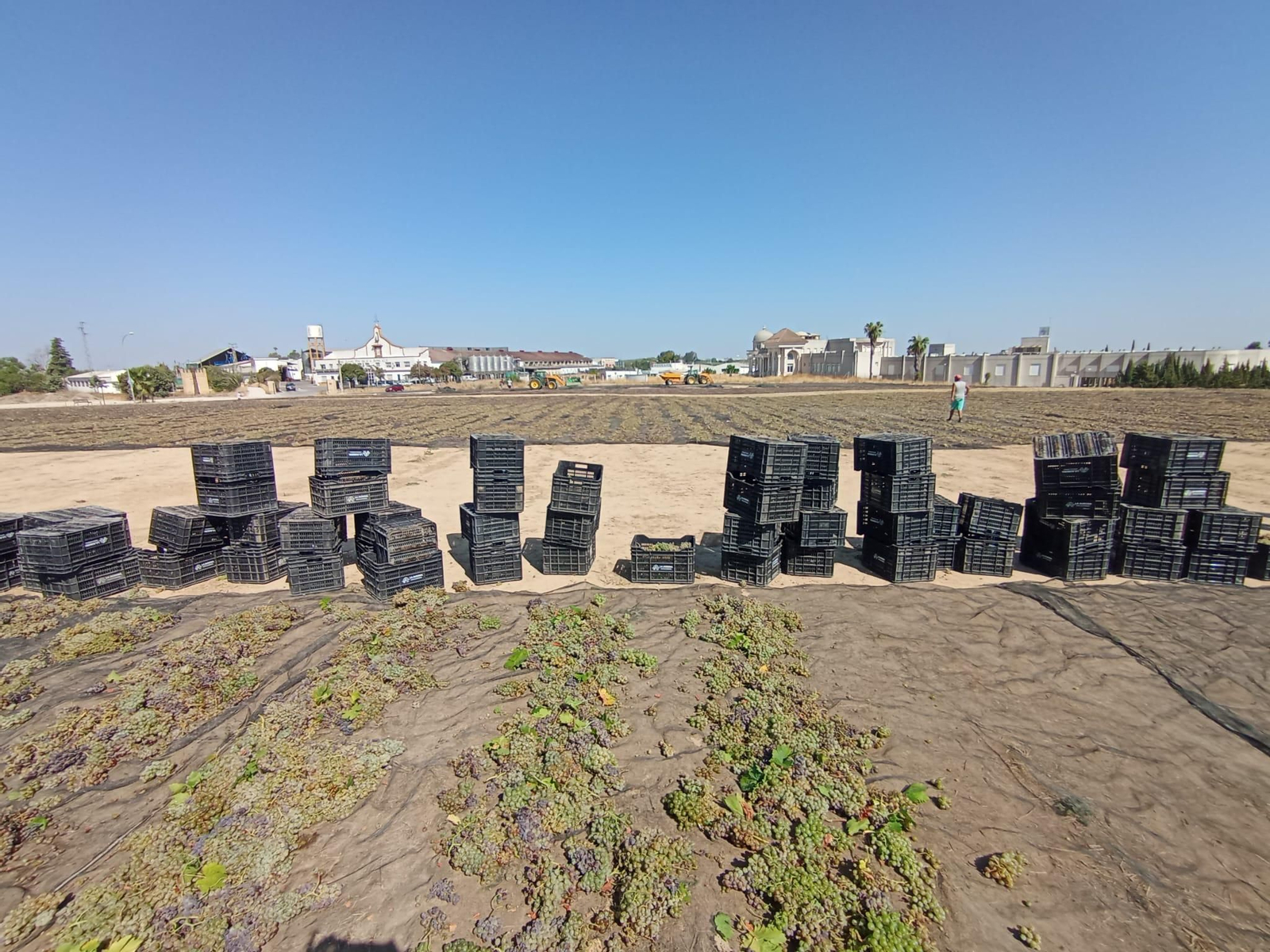 La vendimia de Montilla-Moriles