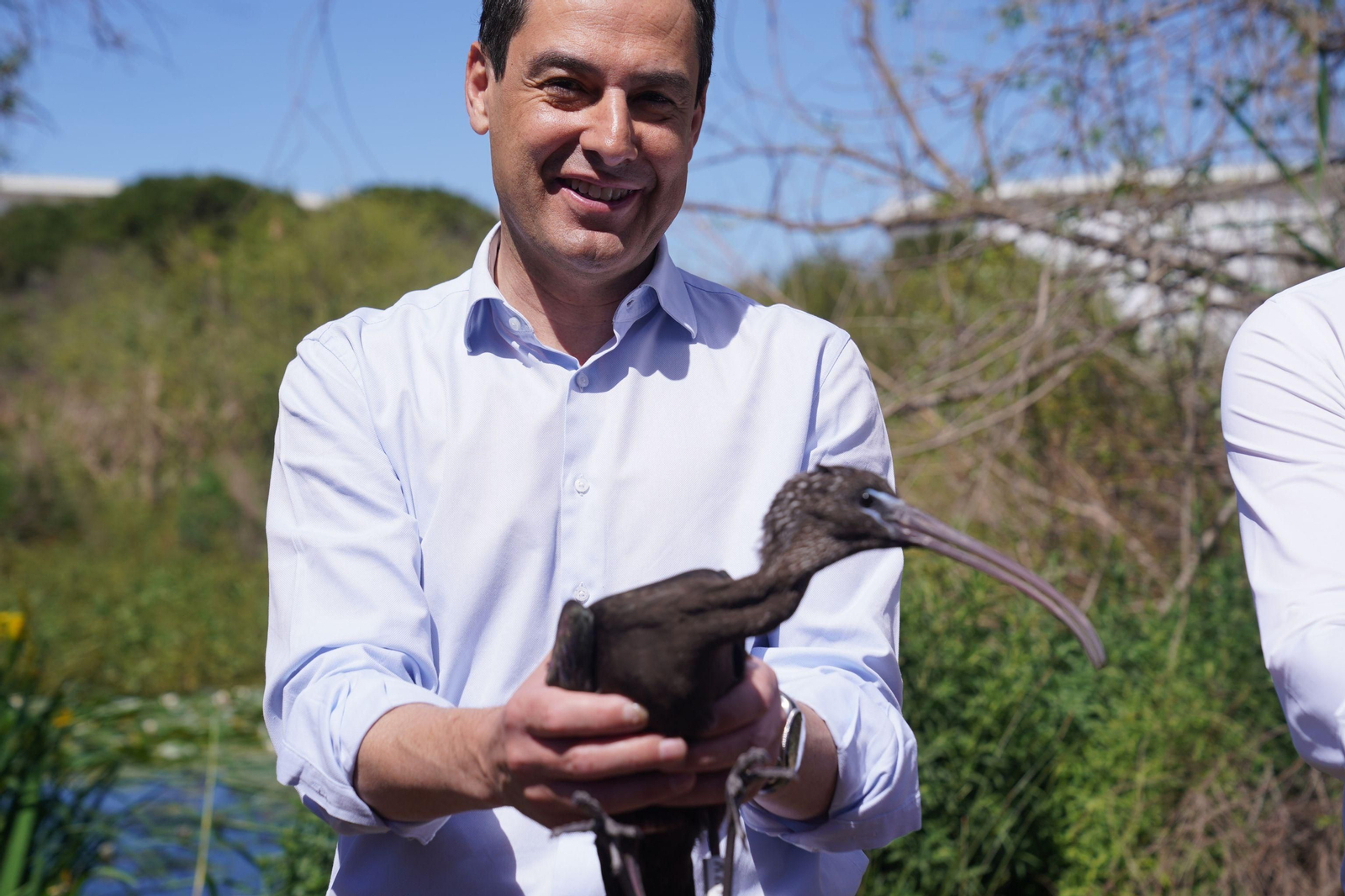 Juanma Moreno suelta un morito en Doñana, una especie de ibis que estuvo en peligro de extinción hace una década.