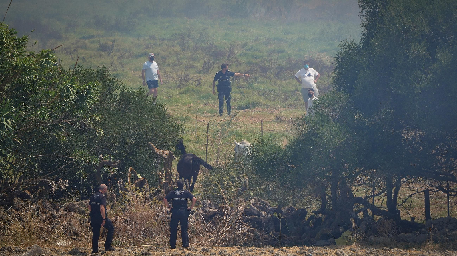 Muere un caballo después de que la manada fuese liberada