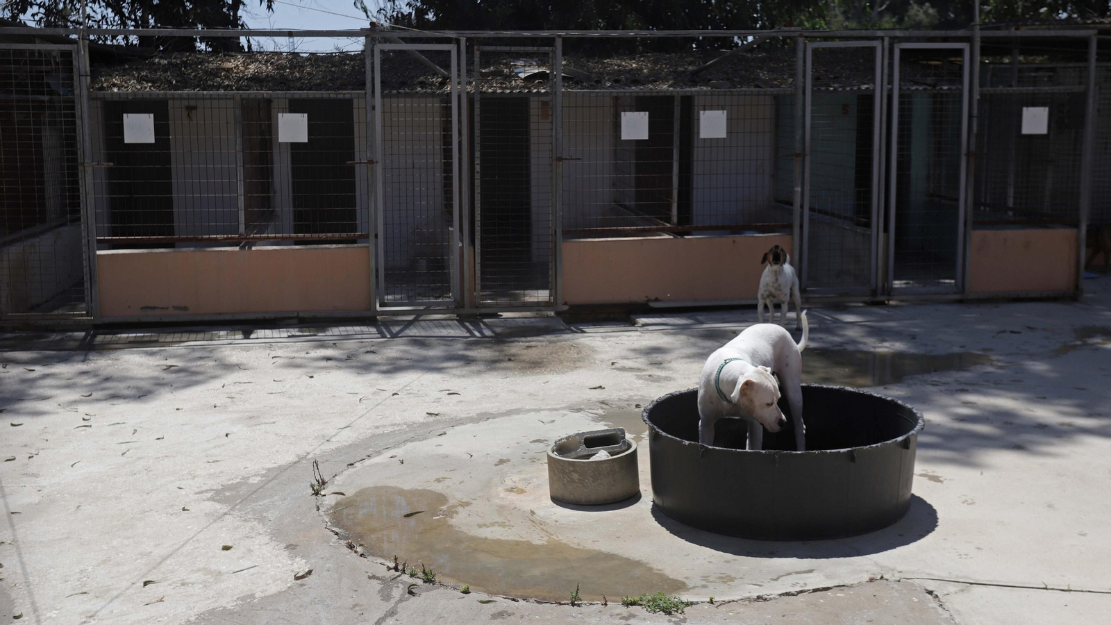 Fotos de la Protectora de Animales y Plantas de Algeciras