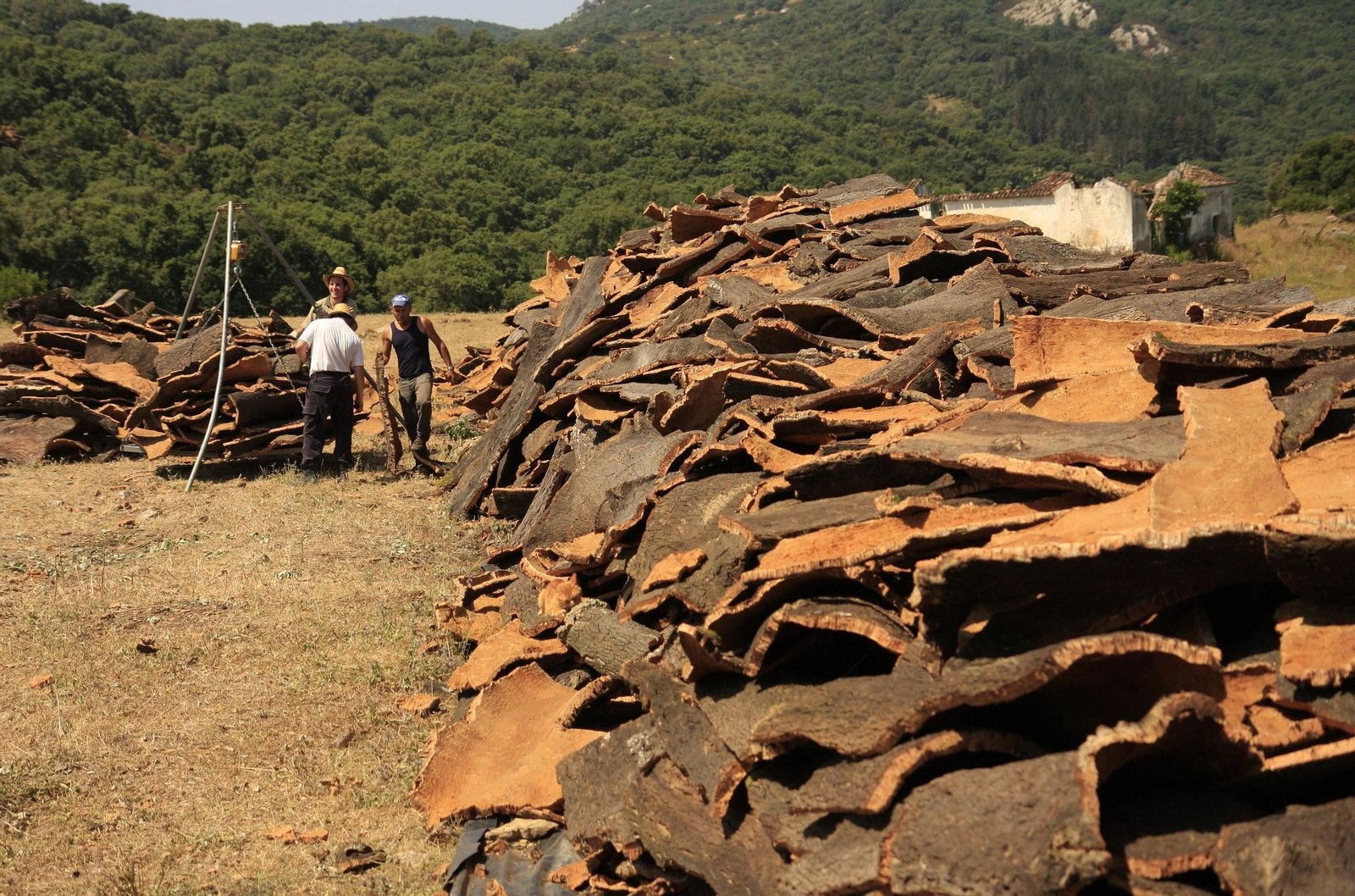 Una explotación de corcho.