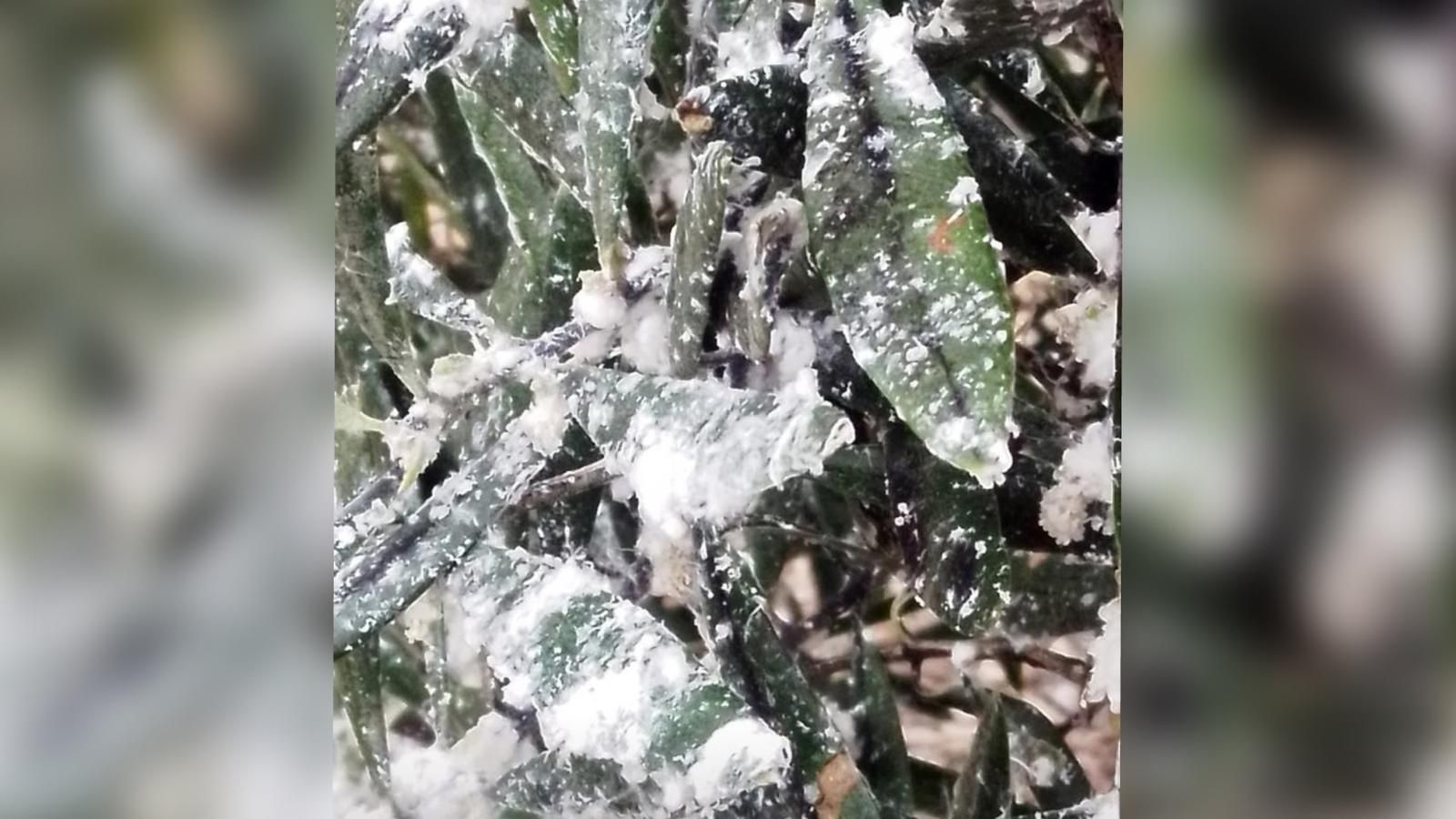 Olivar afectado por el algodoncillo.