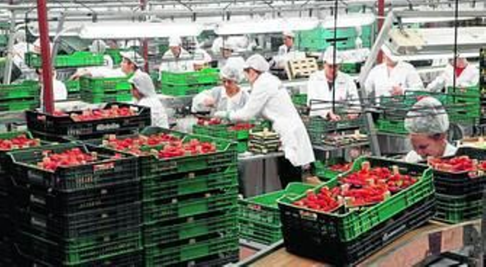 Envasado de fresas para ser vendidas en el mercado.