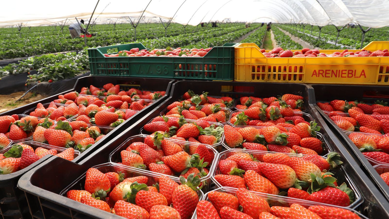 El análisis abarca el estudio de más de 60 variedades de fresas.