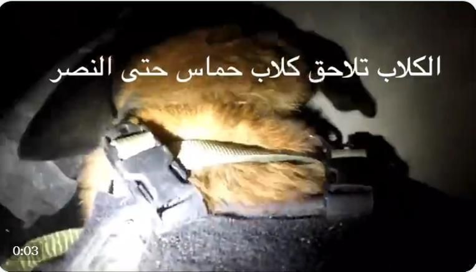 Un perro del ejército de Israel, héroe tras capturar a un terrorista de Hamas en un túnel