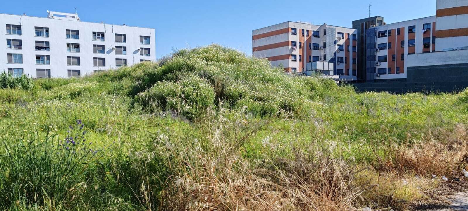 La zona sur de Jerez: ¿un campo de basura y malas hierbas?