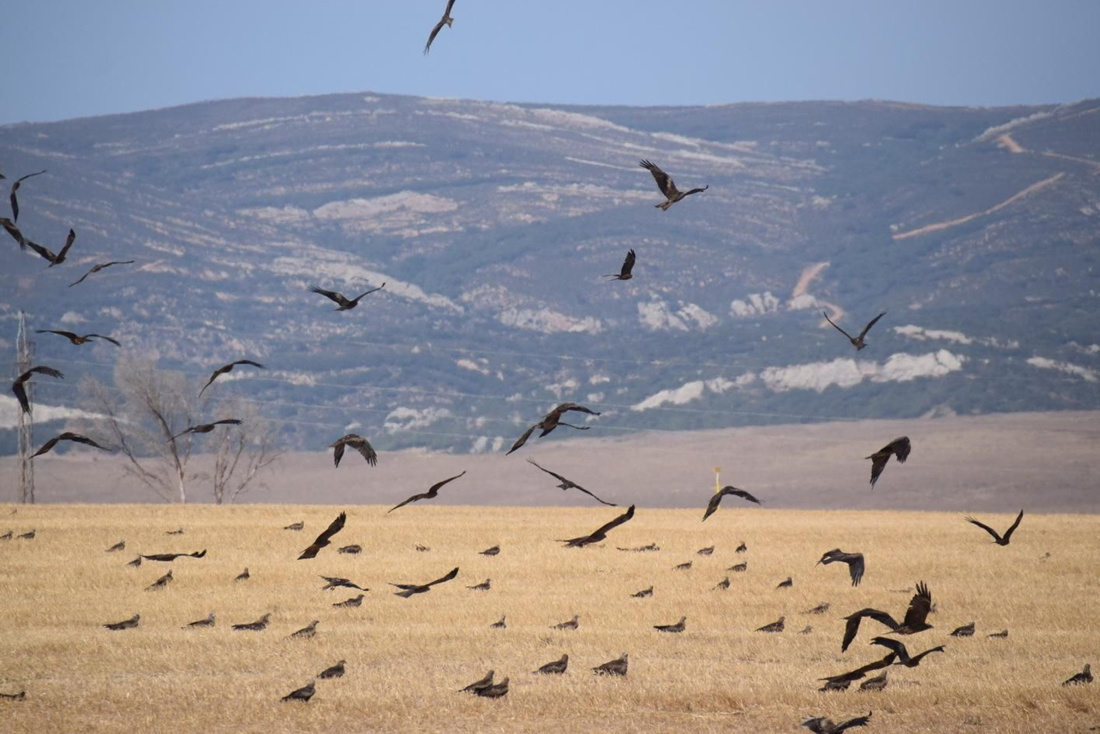 Una concentración de milanos en Tarifa.