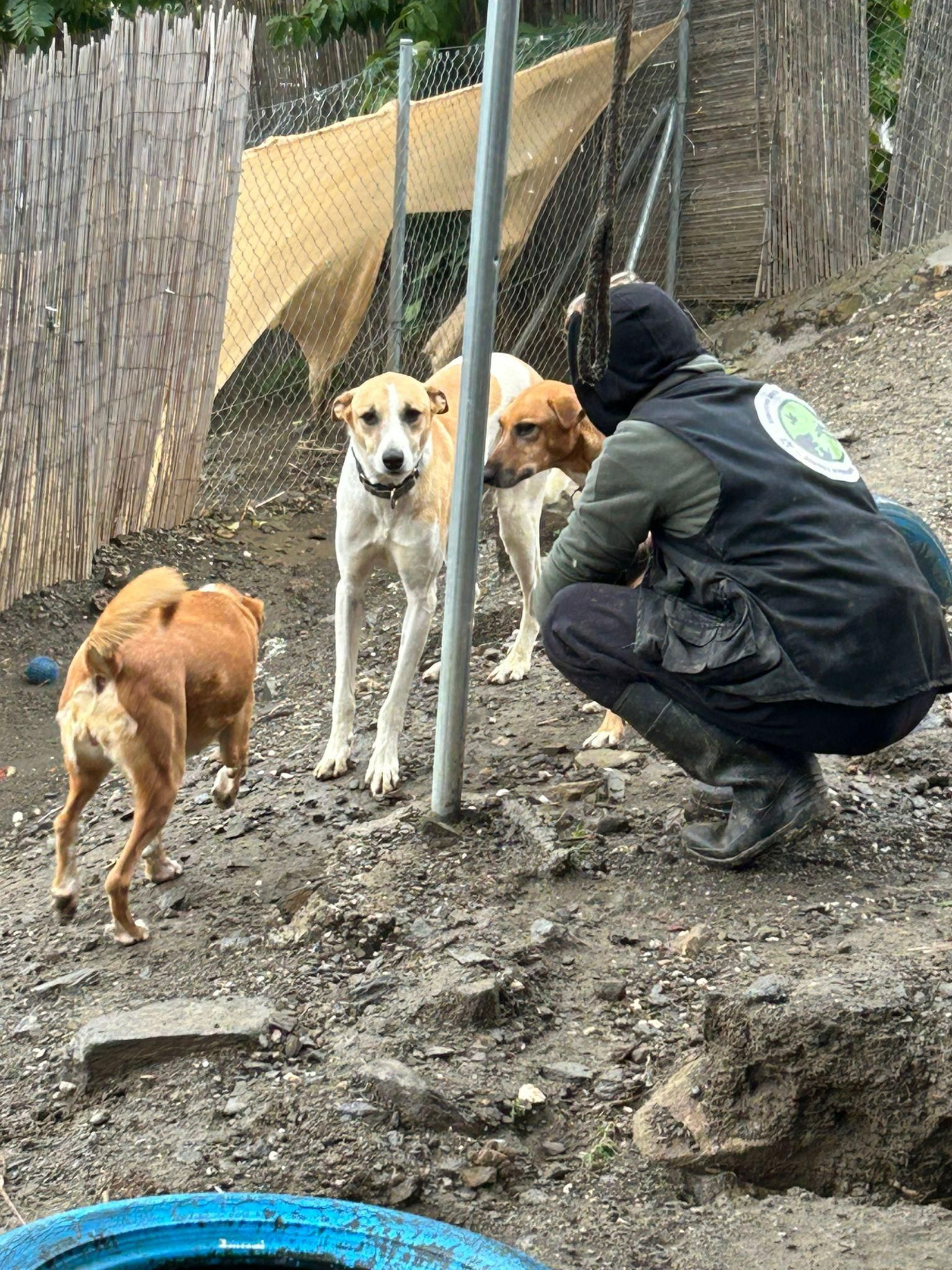 Un voluntario trabaja en el refugio de Moclinejo