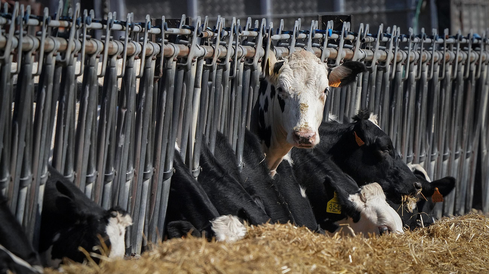 Pilar Arteaga Esteban , veterinaria y ganadera