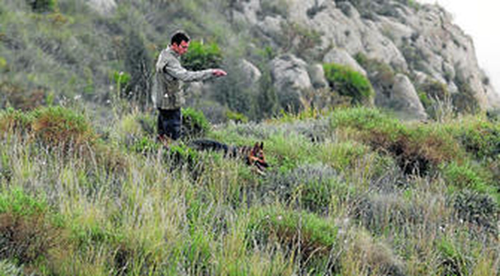 Un agente de la Junta busca cebos en un monte de la provincia con un pastor alemán.