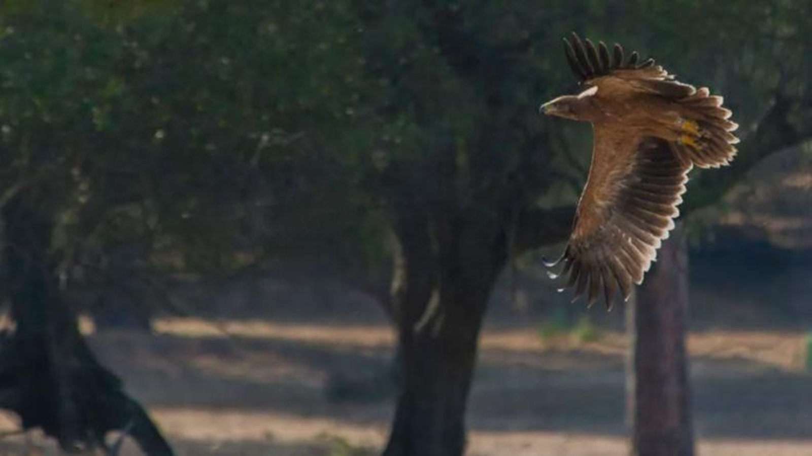 Águila imperial ibérica