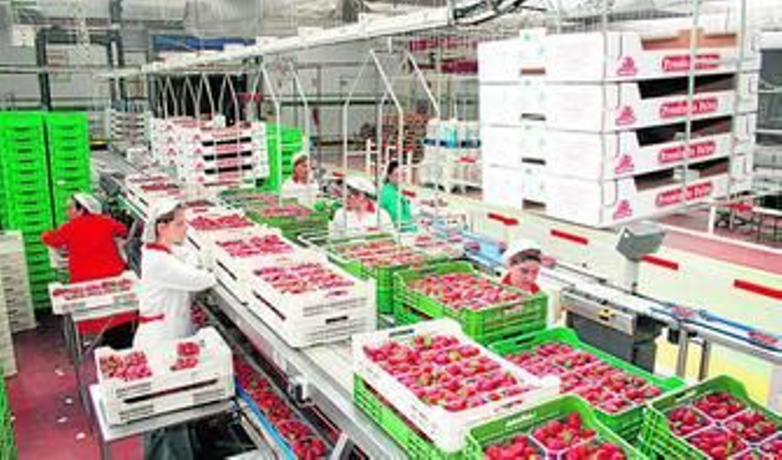 Operarias manipulan fresa en la Cooperativa Andaluza Santa María de la Rábida, Fresón de Palos.