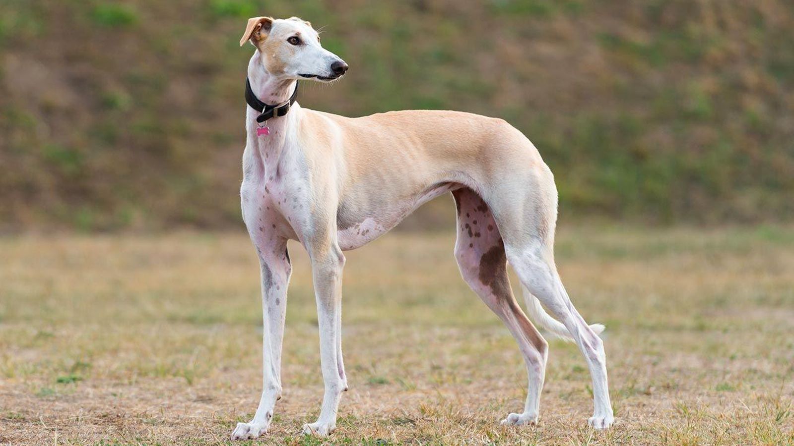 Galgo