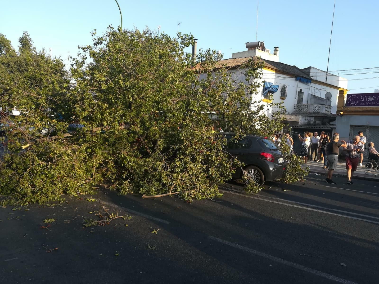 Cae una rama de un árbol sobre un vehículo en Marqués de Pickman