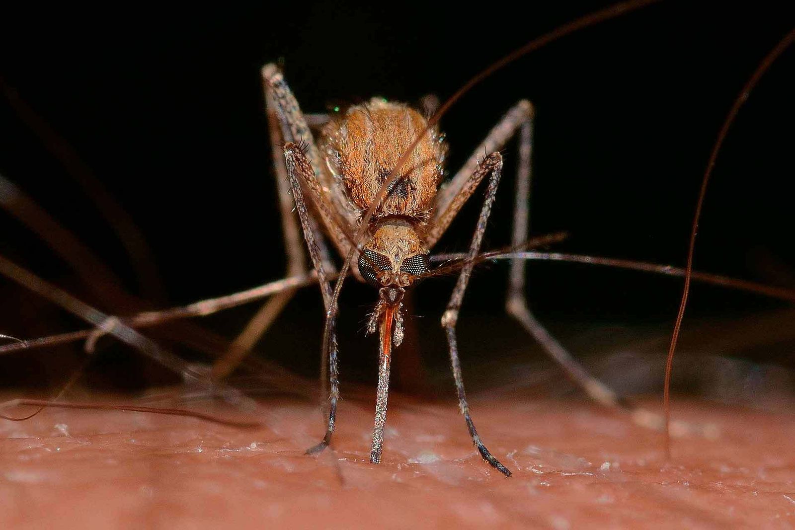 Un mosquito transmisor del Virus del Nilo.