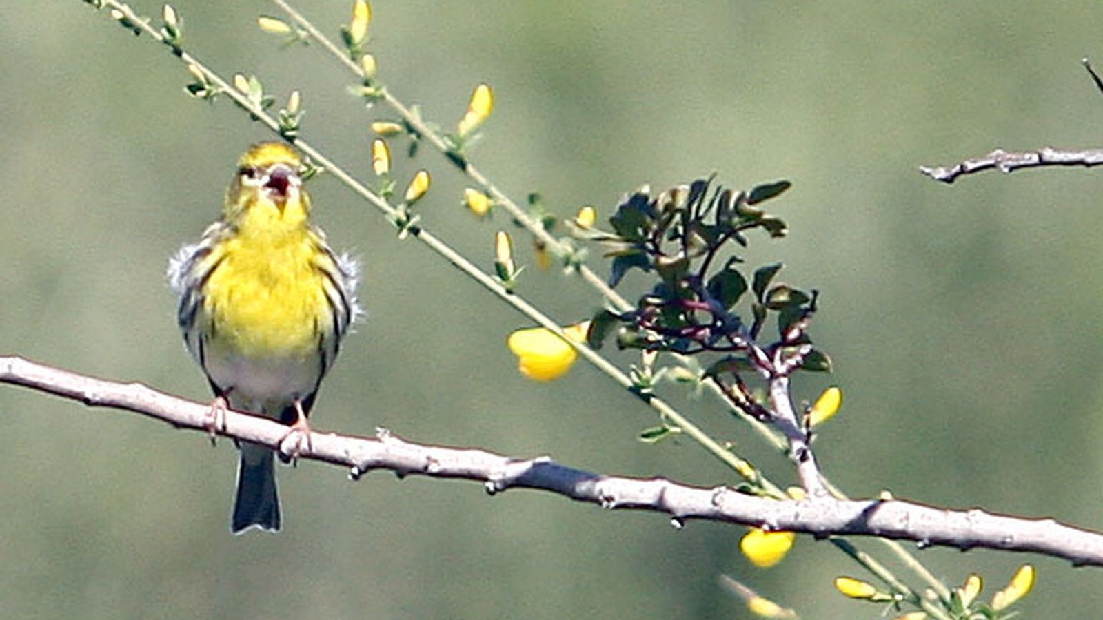Huelva es de los lugares que más especies de aves habitan y a donde emigran